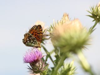 Gzel nci (Argynnis aglaja)