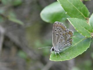 okgzl Balkan Mavisi (Aricia anteros )