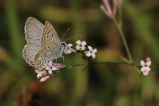 okgzl Balkan Mavisi (Aricia anteros )