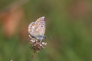okgzl Balkan Mavisi (Aricia anteros )