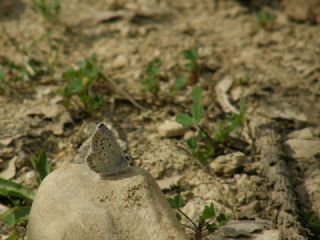 okgzl Balkan Mavisi (Aricia anteros )