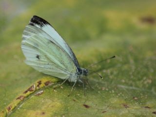 Yalanc Beyazmelek (Pieris pseudorapae)