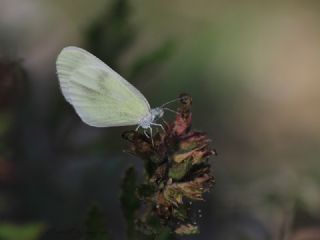 Doulu Narin Orman Beyaz (Leptidea duponcheli)