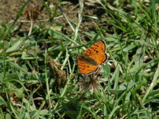 Benekli parhan (Melitaea didyma)