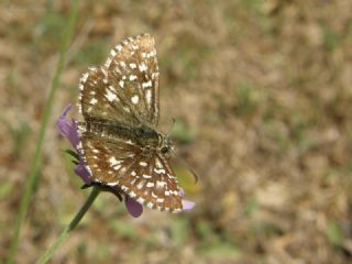 Ebegmeci Zpzp (Pyrgus malvae)