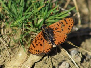 Benekli parhan (Melitaea didyma)