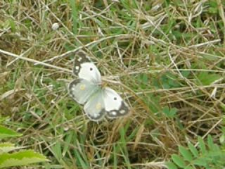 Sar Azamet (Colias croceus)