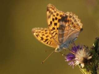 Cengaver (Argynnis paphia)