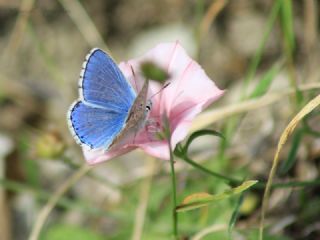 okgzl Gk Mavisi (Polyommatus bellargus)