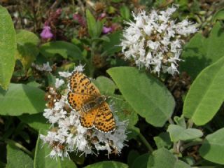 Benekli parhan (Melitaea didyma)