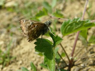 Hatmi Zpzp (Carcharodus alceae)