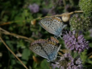 Gm Lekeli Esmergz (Plebejus argus)