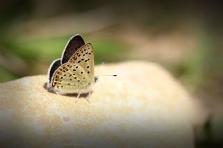 sli Bakr Gzeli (Lycaena tityrus)