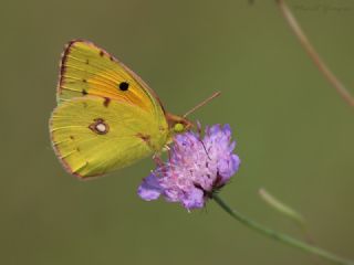 Sar Azamet (Colias croceus)