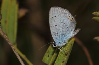 Everes (Cupido argiades)