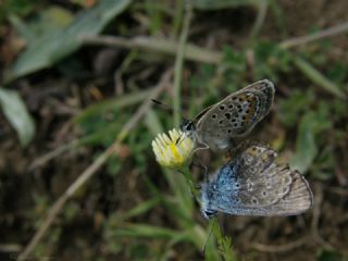 Gm Lekeli Esmergz (Plebejus argus)