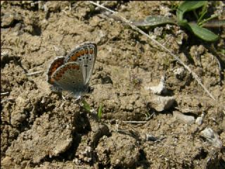 okgzl Esmer (Aricia agestis)