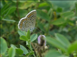 okgzl Mavi (Polyommatus icarus)