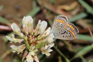 okgzl Mavi (Polyommatus icarus)