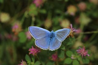 okgzl Mavi (Polyommatus icarus)