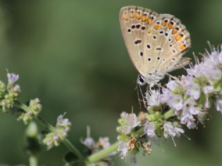 okgzl Mavi (Polyommatus icarus)