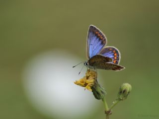 okgzl Mavi (Polyommatus icarus)