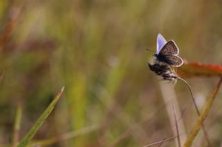 okgzl Mavi (Polyommatus icarus)