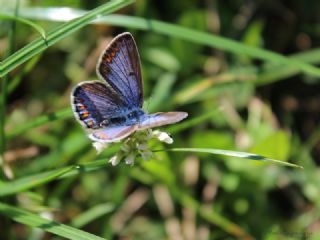 okgzl Mavi (Polyommatus icarus)