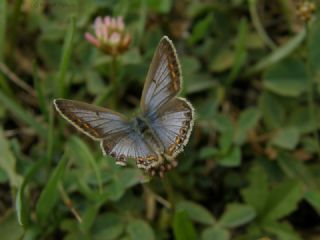 okgzl Mavi (Polyommatus icarus)