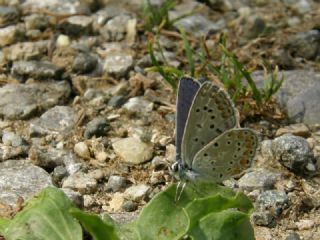 okgzl Mavi (Polyommatus icarus)