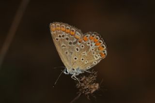 okgzl Mavi (Polyommatus icarus)