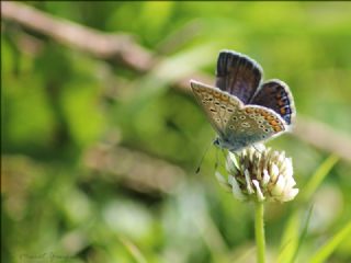 okgzl Mavi (Polyommatus icarus)