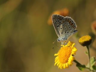 okgzl Mavi (Polyommatus icarus)