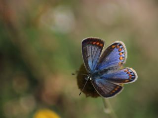 okgzl Mavi (Polyommatus icarus)