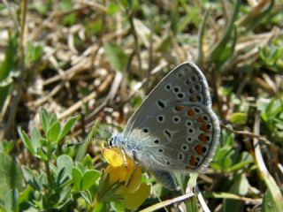 okgzl Mavi (Polyommatus icarus)