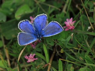 okgzl Mavi (Polyommatus icarus)