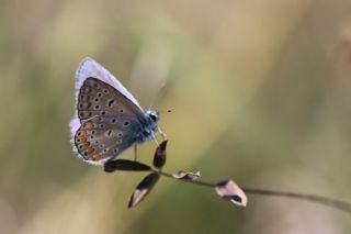 okgzl Mavi (Polyommatus icarus)