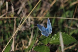 okgzl Gk Mavisi (Polyommatus bellargus)