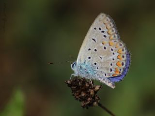 okgzl Mavi (Polyommatus icarus)