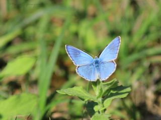 okgzl Gk Mavisi (Polyommatus bellargus)