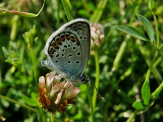 Gm Lekeli Esmergz (Plebejus argus)