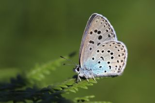 Byk Korubeni (Phengaris arion)