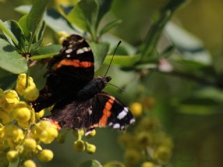 Atalanta (Vanessa atalanta)