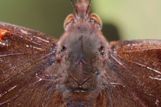 Atalanta (Vanessa atalanta)