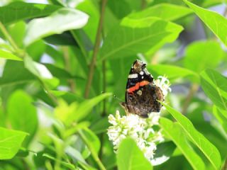 Atalanta (Vanessa atalanta)