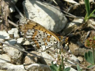 Benekli parhan (Melitaea didyma)