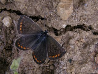 okgzl Esmer (Aricia agestis)