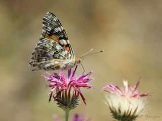 Diken Kelebei (Vanessa cardui)