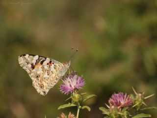 Diken Kelebei (Vanessa cardui)