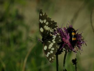 Orman Melikesi (Melanargia galathea)